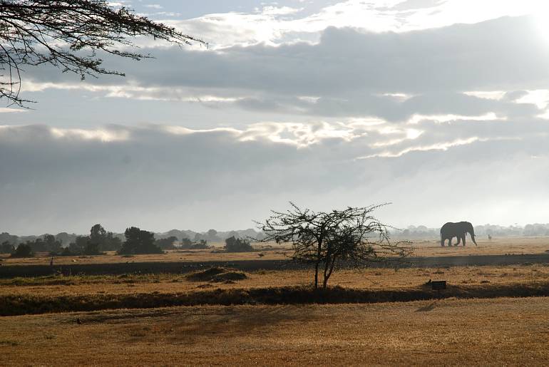 Сафари — восточная Африка